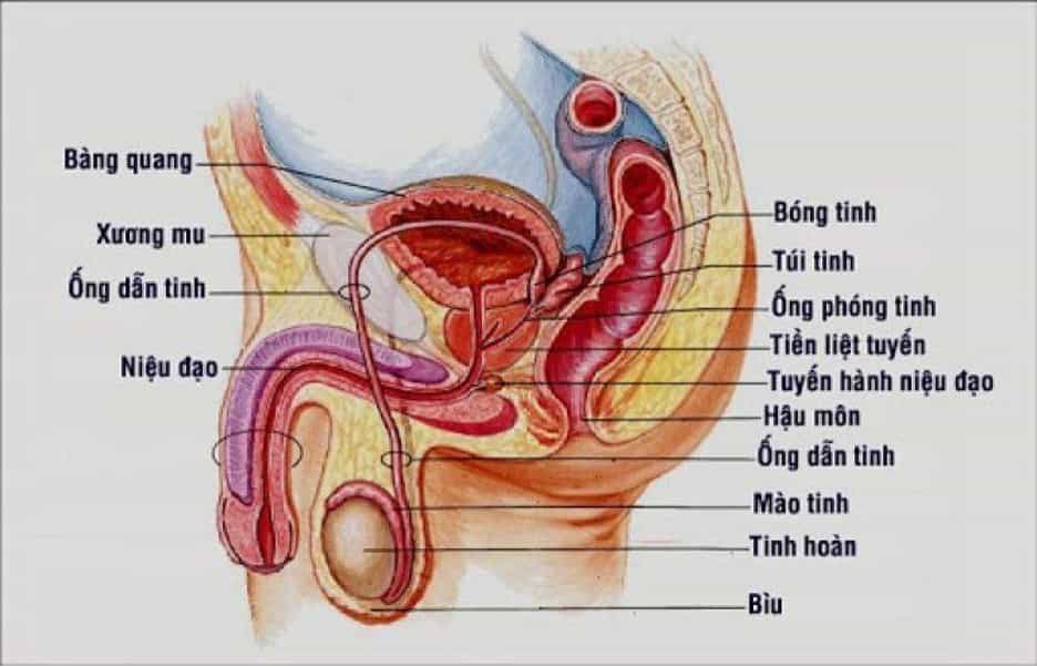Giải pha