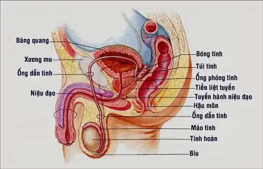 GIẢI PHẪU NIỆU ĐẠO NAM VỚI ĐƯỜNG ĐI CỦA NƯỚC TIỂU VÀ TINH DỊCH